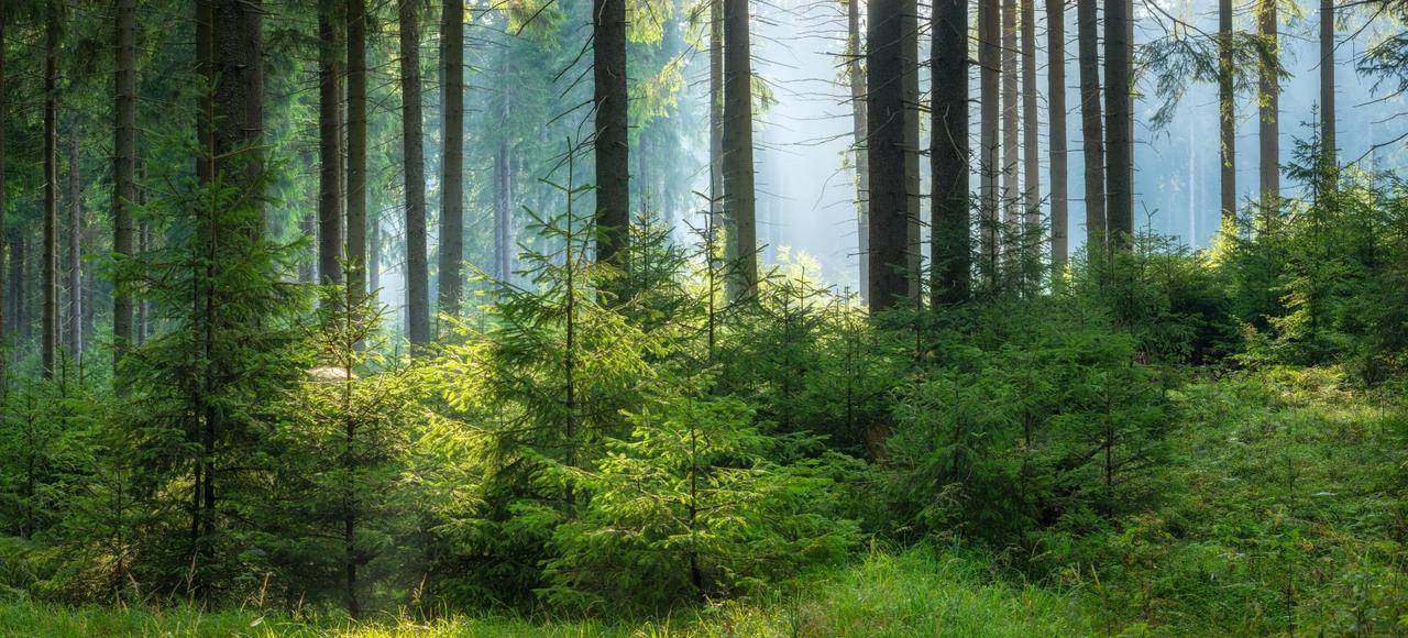 Turn CDP Reporting into a Strategic Advantage with Bureau Veritas