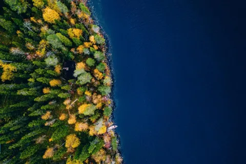 Aerial view of a forest coast